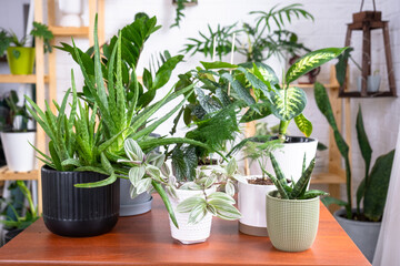 Fototapeta premium Group of popular indoor plants on the table in the interior: Calathea, aloe, diffenbachia, sansevieria, ficus. Houseplant Growing and caring for indoor plant, green home, irrigation, fertilizers