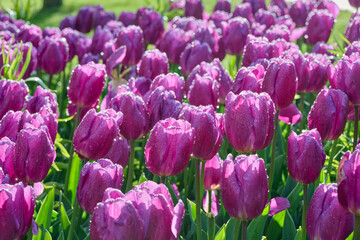 a field of Purple Flag tulips after a rain shower with backlight
