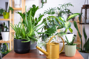 Group of popular indoor plants on the table in the interior: Calathea, aloe, diffenbachia,...