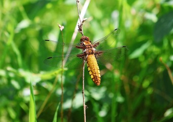 Female flat-bellied dragonfly in its natural environment. Libellula depressa.