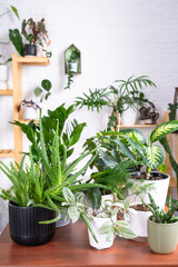 Group of popular indoor plants on the table in the interior: Calathea, aloe, diffenbachia, sansevieria, ficus. Houseplant Growing and caring for indoor plant, green home, irrigation, fertilizers