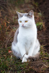 A white cat in a majestic pose sits in the garden on a dark background