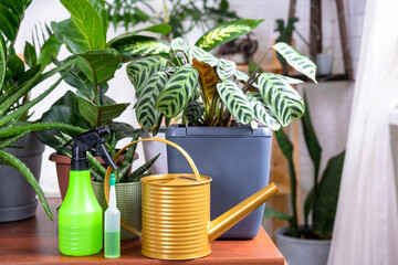 Group of popular indoor plants on the table in the interior: Calathea, aloe, diffenbachia,...