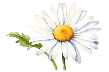 daisy on white