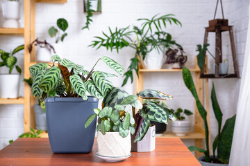 Fototapeta na wymiar Group of popular indoor plants on the table in the interior: Calathea, aloe, diffenbachia, sansevieria, ficus. Houseplant Growing and caring for indoor plant, green home, irrigation, fertilizers