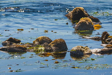 Group of sea otters enjoy a sunny day floating in a kelp bed.
