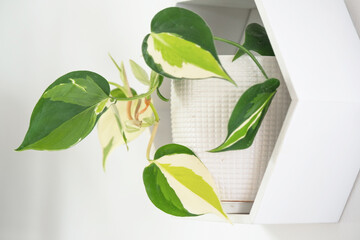 Shelves on the wall in the form of honeycombs with house plant Philodendron Mycans in the white...