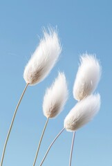 A few fluffy bunny tail grass dancing in the wind under a clear blue sky
