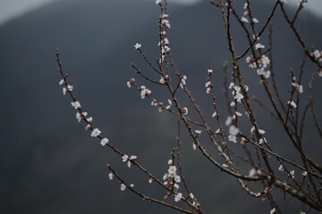 Apricot tree blossomed branch with nice bokeh