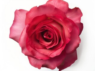 red rose flower, top view, on white background