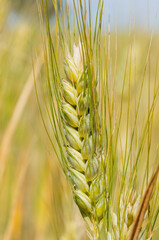Spring Glow: Details of a Barley Spike.
