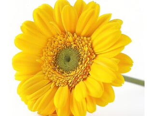 yellow gerbera flower on white background