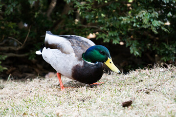 Mallard duck male