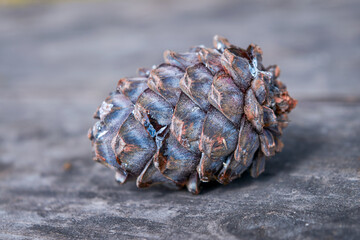 Cedar cone against old wood texture background.