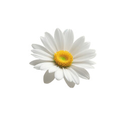 TRANSPARENT PNG ULTRA HD 8K A white daisy with a yellow center blooms on a transparent background, symbolizing purity and innocence. Its five symmetrical petals exude love and friendship 