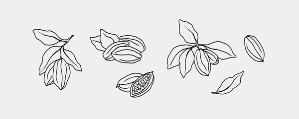 Line art cacao collection. Hand drawn cocoa beans