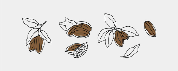 Line art cacao set. Hand drawn cocoa beans