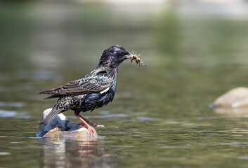 European Starling hunting for insects in the river