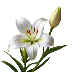 TRANSPARENT PNG ULTRA HD 8K A white lily with six petals and yellow stamens  Lit from the side, it exudes health and beauty, symbolizing purity and love