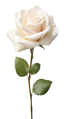 Obraz premium PNG White rose flower petal plant.
