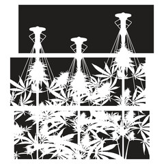 weed marijuana plants farm vector
