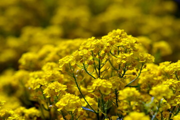 Obraz premium Leuchtend gelbe Felsensteinkresse im Frühling
