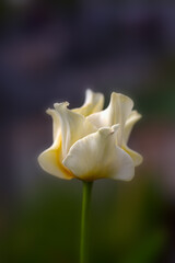 Closeup of a single flower of Tulipa 'Yellow Crown' in a garden in Spring against a dark background