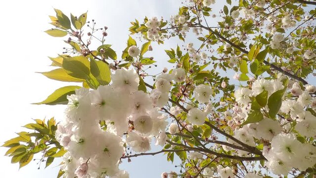 Close-up of a sakura branch covered with white double flowers on a flowering tree on blue sky background, camera moves along the branch
