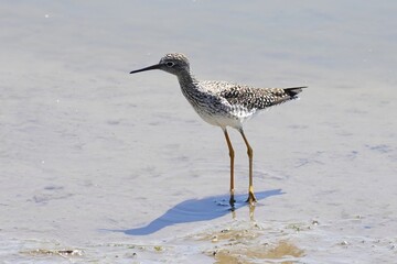 Greater yellowlegs  is a large shorebird in the family Scolopacidae.