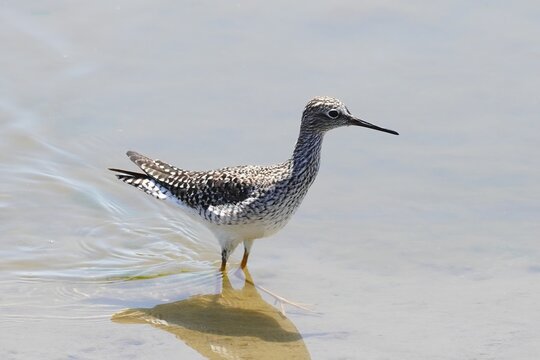 Greater yellowlegs  is a large shorebird in the family Scolopacidae.