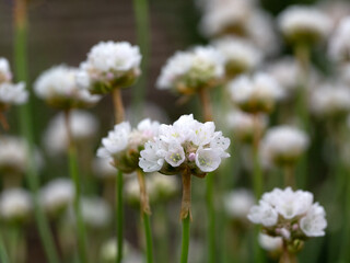 Closeup of flowers of Armeria maritima 'Morning Star White' in a garden in early summer