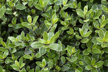Foliage leaves of Pittosporum tenuifolium 'Silver Ball' in a garden in early summer
