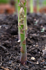 Closeup of spear of Asparagus 'Gijinlim' in a vegetable garden allotment emerging from the ground...