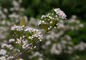 Closeup of flowers of Aronia melanocarpa 'Hugin' in a garden in early summer