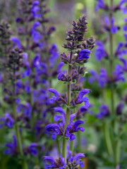 Closeup of flowers of Salvia 'Midnight Model' in a garden in early summer