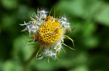 Letzte Samen an einem Gemswurz