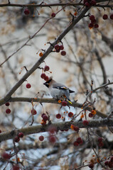 Waxwing