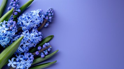 Spring hyacinth flowers on a purple background. A greeting card, a place for text.