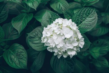 hydrangea flower in white color, with green leaves in the background