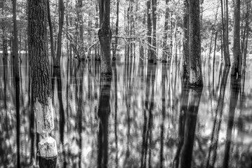 Black and White Wetlands