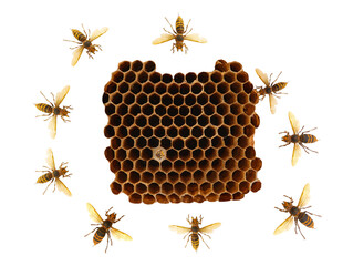 wasp nest with wasps isolated on white background