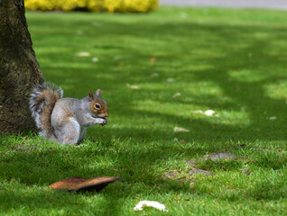 Ecureuil mangeant dans un parc