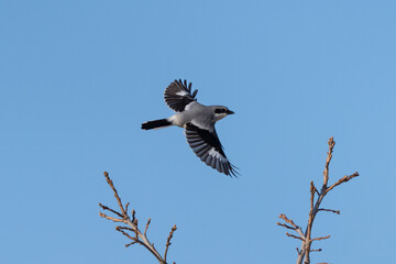 A Loggerhead Shrike bird flying across a beautiful blue sky background with open wings during the...