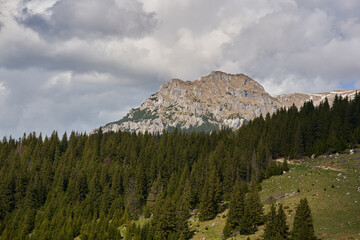 Alpine landscape with mountains and pine forests - obrazy, fototapety, plakaty