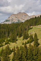 Alpine landscape with mountains and pine forests - 808263923