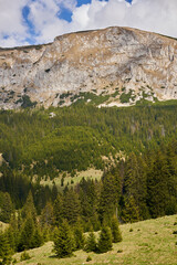 Alpine landscape with mountains and pine forests - 808263931
