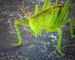 grasshopper