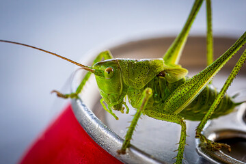 grasshopper