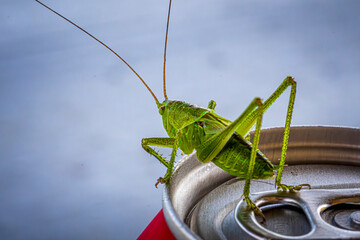 grasshopper