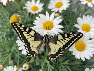 butterfly on flower